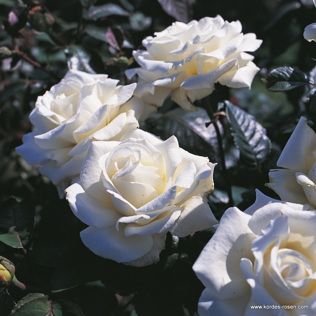 Роза чайно-гибридная Мемуар